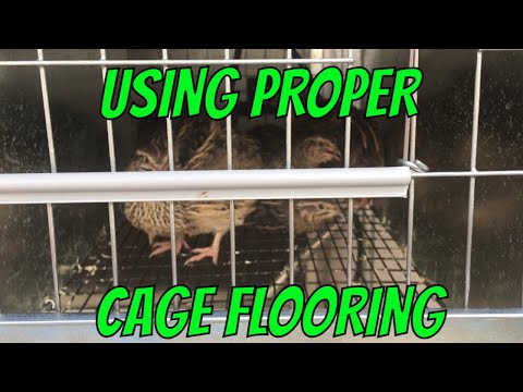 Qual Cages