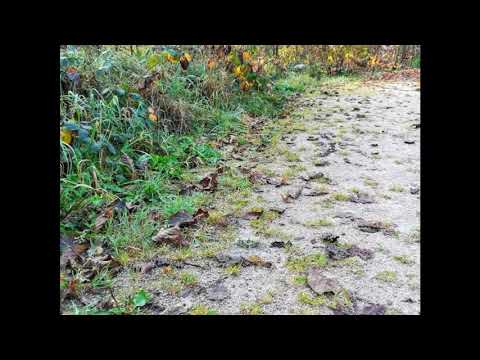 Schönmünzach Herbstspaziergang