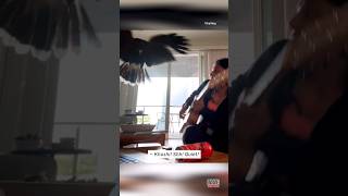 Download lagu Burung Melompat Lewat Jendela dan Menakut-nakuti Wanita yang Tak Sadar #shorts mp3 Download lagu Burung Melompat Lewat Jendela dan Menakut-nakuti Wanita yang Tak Sadar #shorts mp3