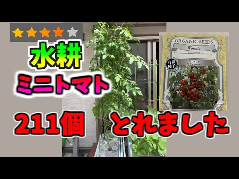 トマトを鍋に入れるための 5 つのヒント 植物