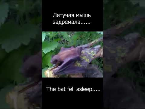 Летучая мишь задремала..... / The bat fell asleep.....