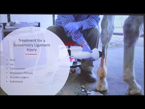 YouTube video about: Should I buy a horse with a suspensory ligament injury?
