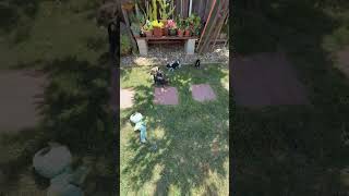 Video preview image #1 Mutt Puppy For Sale in Pleasanton, CA, USA