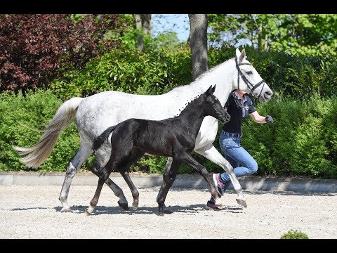 Nr 5 Stf Fuerst Toto RoyalDiamond