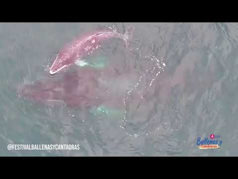 MAESTRA BALLENA - ELENA HINESTROZA, LA CANTAORA DE LA PAZ