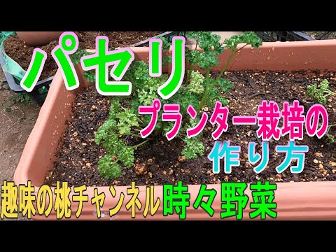  9月にパセリを鉢または地に播種できますか?豊作のための庭師の 5 つのヒント!  庭園