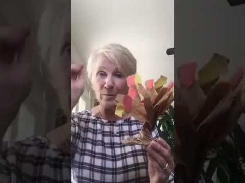 A Tree for All Seasons