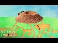 What's Inside An Anthill?