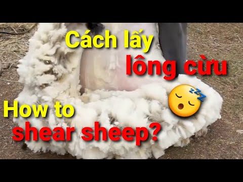 , title : 'Cận cảnh lấy lông Cừu và quy trình tạo ra chiếc áo giá trị - How to shear sheep?'