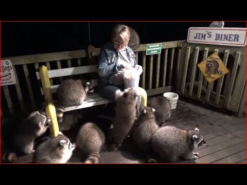 My Neighbor feeding the raccoons all 18 of them