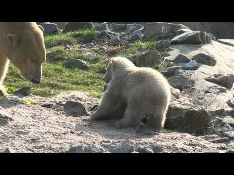 IJsbeertje Vicks Blijdorp 1 full HD