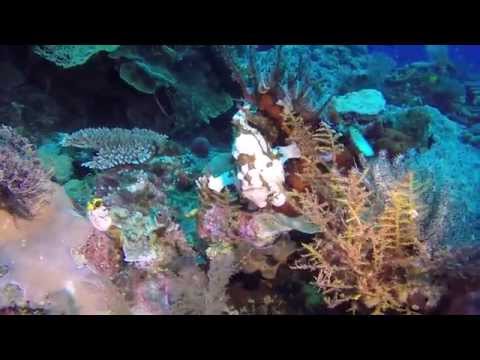 Wakatobi Dive Resort 03/2014