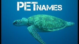 girl turtle names beginning with m