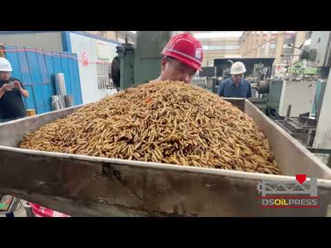 Extraction oil from Black soldier fly larvae