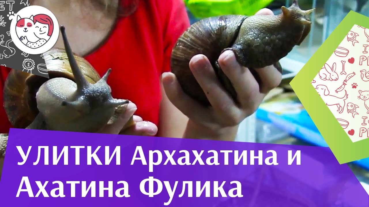 Улитки Ахатина фулика и Архахатина на ilikepet