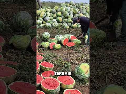 Seleksi Biji Semangka Terbaik #shorts