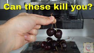Can Eating Two Cherries Kill You? Crushing Cyanide Out of Cherries With a Hydraulic Press