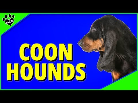 Top 7 Best Coonhound Breeds - Dogs 101