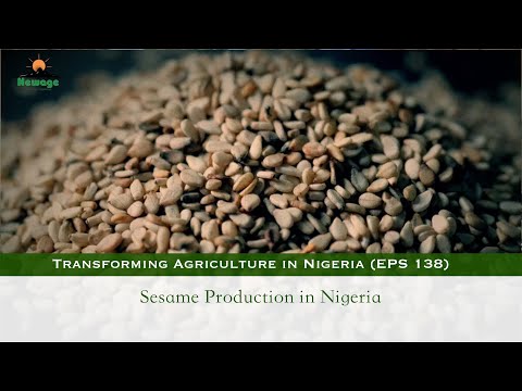 EPS 138 (2023) || Sesame Production in Nigeria