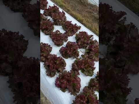 健康で豊かな収穫のために、春レタスをいつ、どのように播種すればよいでしょうか?  庭園