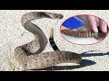 What's Inside a Rattlesnake Rattle? | your mind is my warehouse What's Inside a Rattlesnake Rattle? | your mind is my warehouse