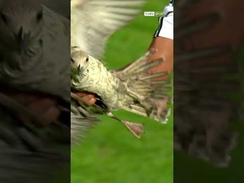 🦅 Quaresma, Sahadaki Martıyı Yakalayıp Dışarı Çıkartıyor #shorts #beşiktaş