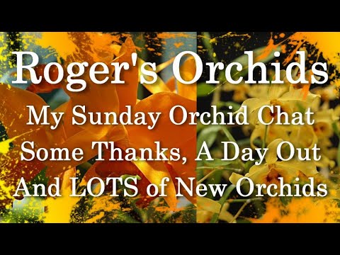 My Sunday Orchid Chat (19th March 2023)