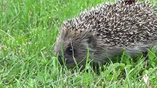 Meu Pequeno Ourio de Jardim