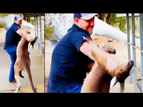 kangaroo attacks a tourist. What happened is amazing