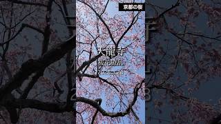 【大人の京都散歩】京都嵐山、天龍寺の豪快なしだれ桜が今、一番美しい　#sakura  #kyoto