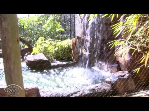 Palm Beach Zoo's Tigers in Prusten Project