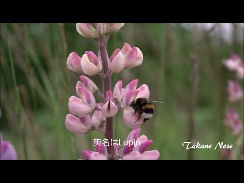 一般的な在来種のマルハナバチ 7 種 自然と動物