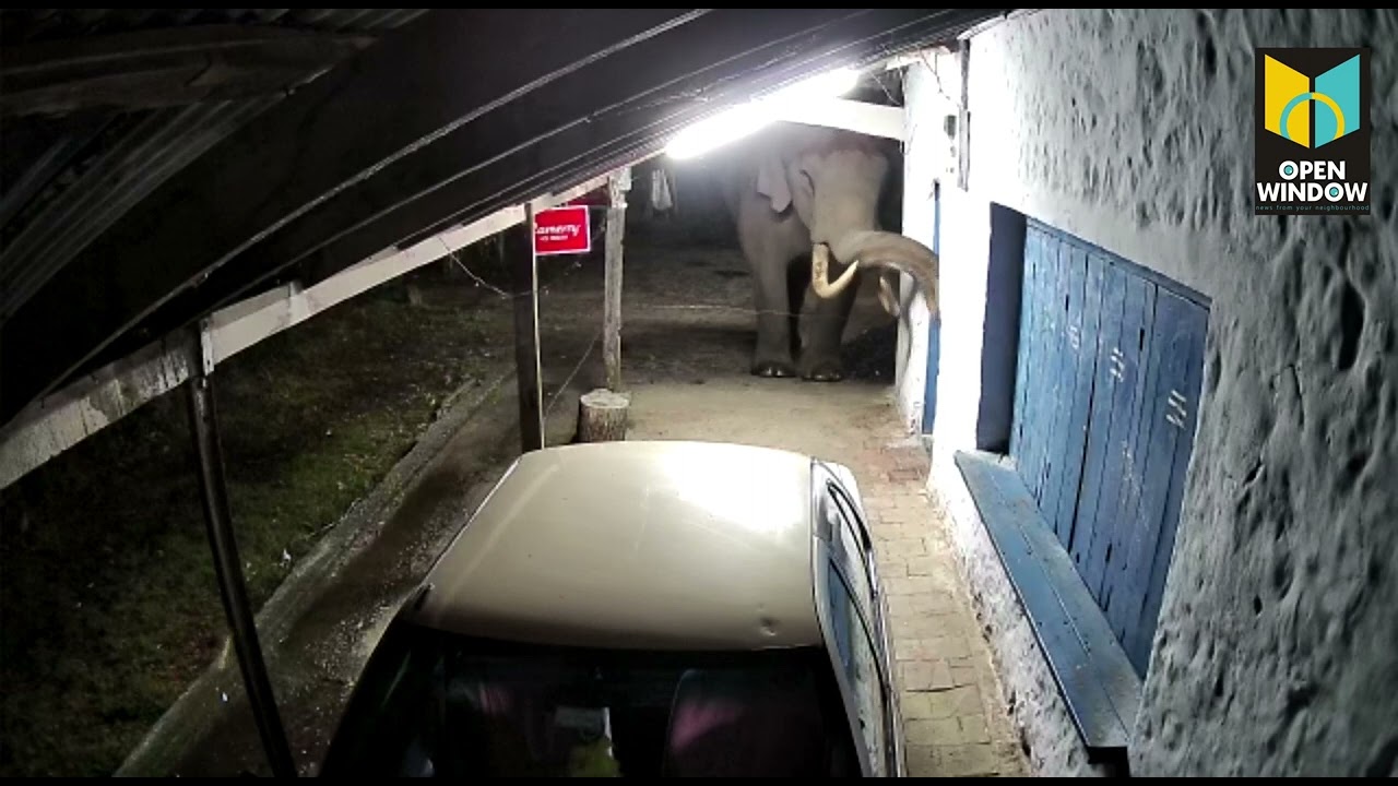 20-ാം തവണയും പുണ്യവേലിൻ്റെ കട തകർത്ത് പടയപ്പ