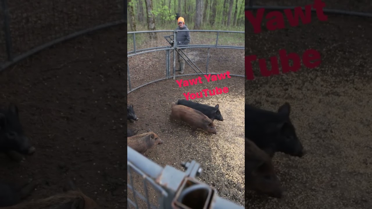 New hog trapping video. #yawtyawt #hogtrapping #wildhogs