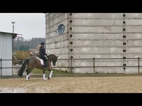 Stute 2016* v. Dreidimensional x Fs Don't Worry