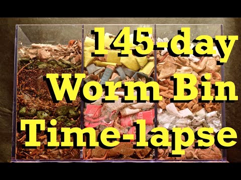3-Chamber Carbon WORM BIN 145-day Time-Lapse FAST - vermicomposting