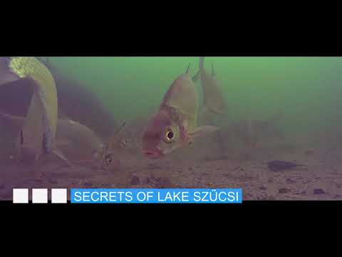 A Szűcsi tó titkai