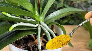 Schatz für Orchideen! Nur 1 Löffel in die Wurzeln gießen und selbst die Schwächsten werden stärker🌿