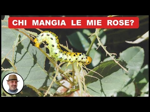 Eliminate caterpillars from roses naturally and organically