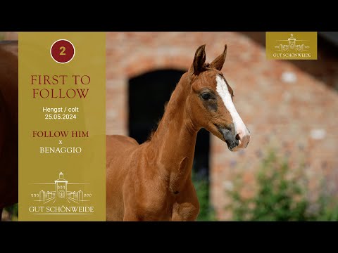 1. Gut Schönweide ONLIVE Fohlenauktion Lot 02 First to Follow Hengst v. Follow Him - Benaggio