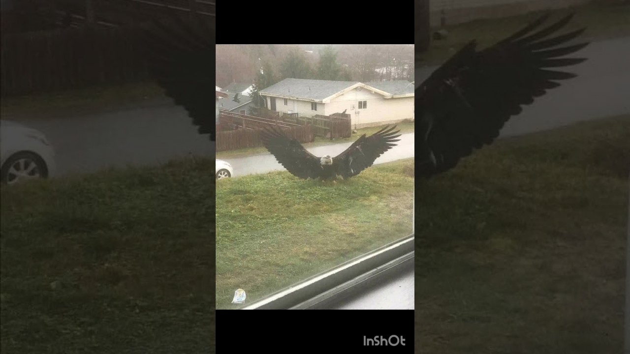 Giant Eagle captured in Brownsville, Texas. Simply majestic 🦅 😱  #shorts #eagle #birds