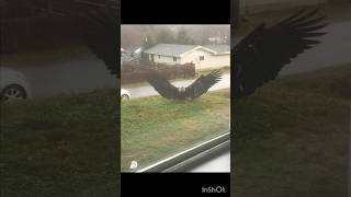 Download lagu Giant Eagle captured in Brownsville, Texas. Simply majestic 🦅 😱 #shorts #eagle #birds mp3 Download lagu Giant Eagle captured in Brownsville, Texas. Simply majestic 🦅 😱 #shorts #eagle #birds mp3