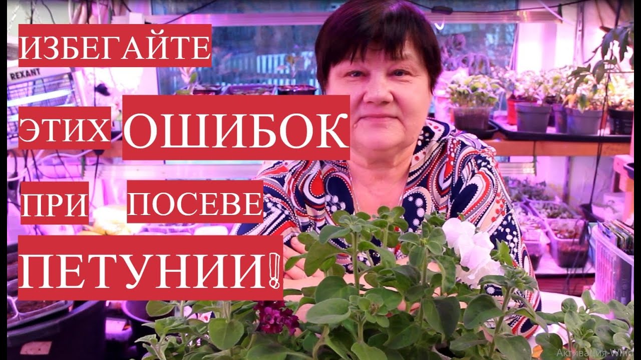 Избегайте этих ошибок при посеве петунии!