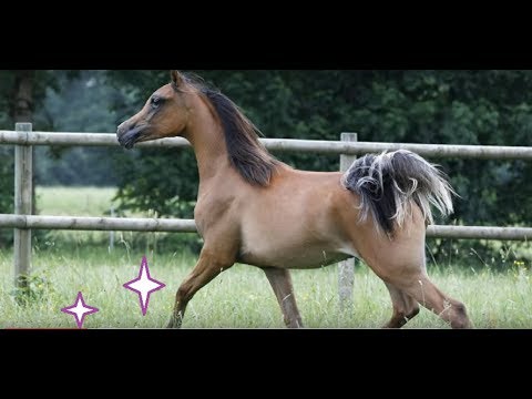 How to keep Horse Flies off your Arabian horse