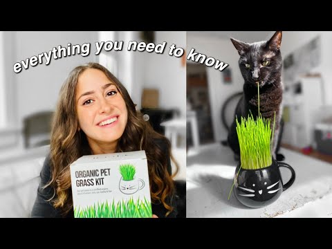 CAT GRASS: What You Need to Know