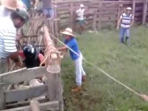 Buguelin x branquinho