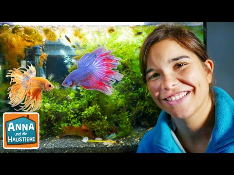 Kampffische | Information für Kinder | Anna und die Haustiere
