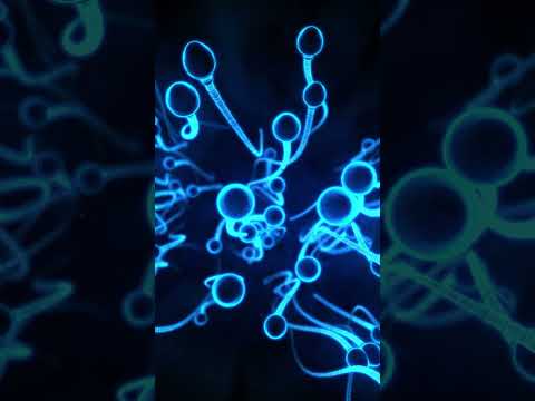 Do 𝗦𝗺𝗮𝗹𝗹 𝗧𝗲𝘀𝘁𝗶𝗰𝗹𝗲𝘀 Mean Less Fertility?