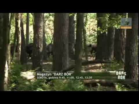 Magazyn Darz Bór. Zapraszamy na nowe odcinki.