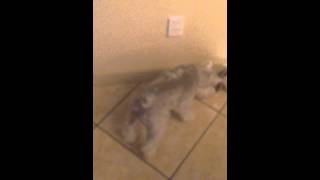 Canine Health (KBW Protandim Distributor on Facebook)